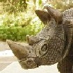 The African Rhinoceros